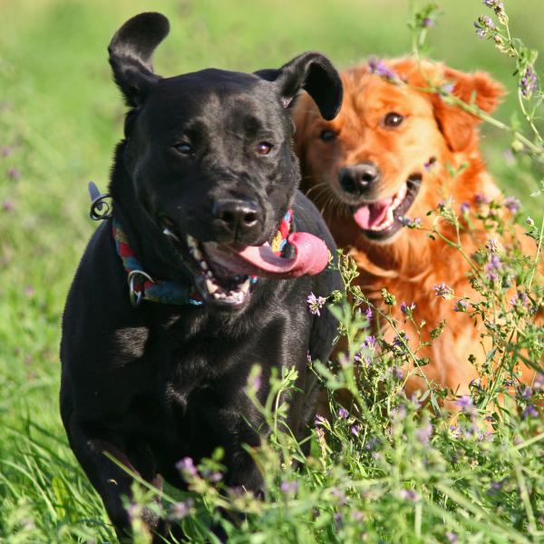 Freilaufgruppe für mittelgroße und große Hunde