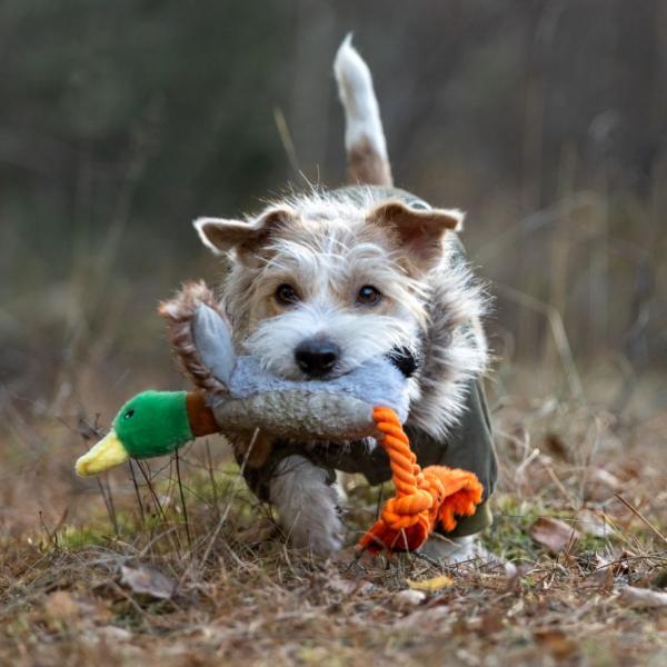 Jagdfieber ? Bleib locker - Kontrolle ist trainierbar