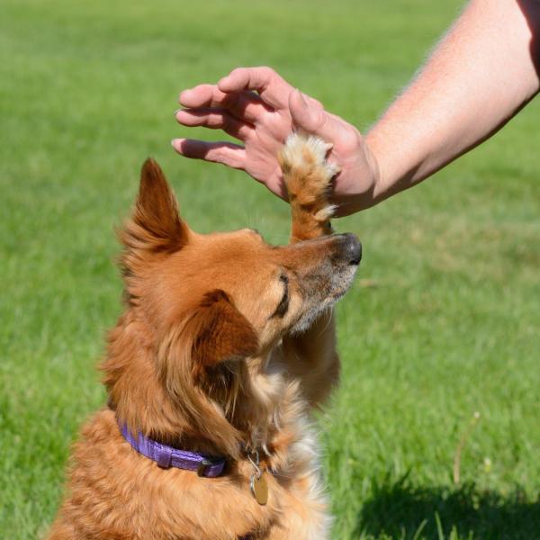 Workshop: Do as I do - Staune was dein Hund kann