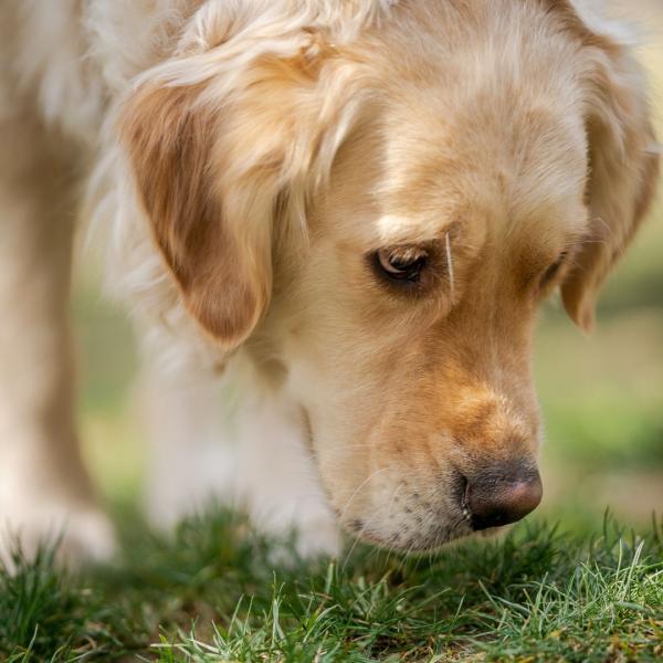 Workshop: Nasenarbeit - Gerüche suchen - finden - unterscheiden
