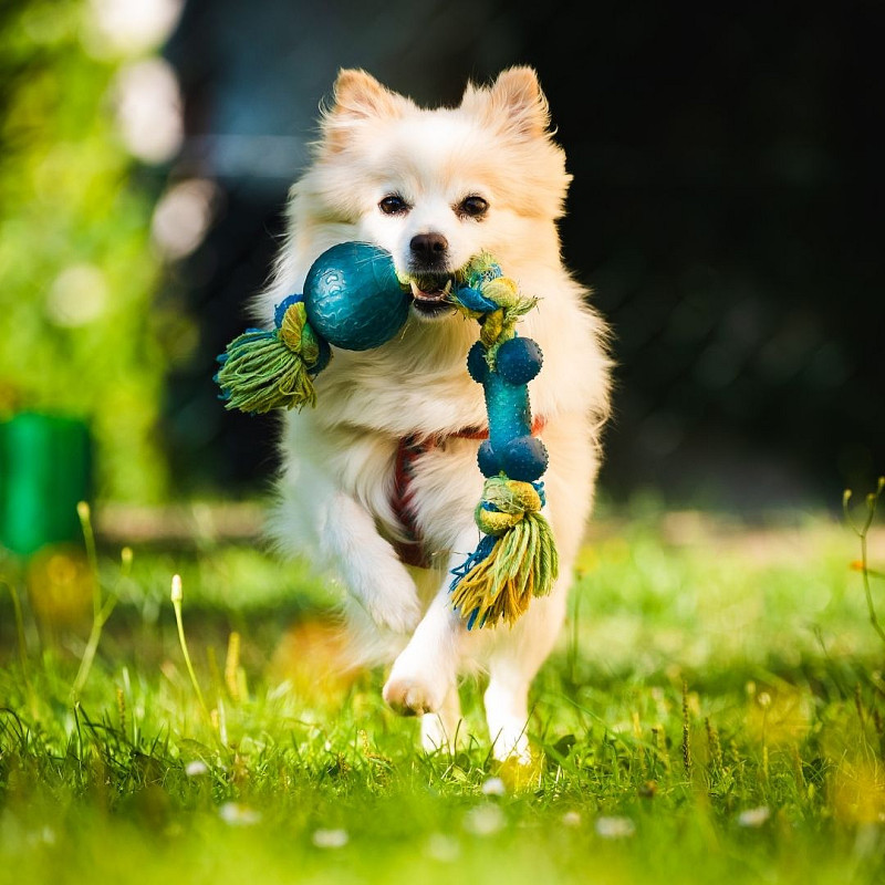 Apportieren lernen - Wochenendkurs für Einsteiger