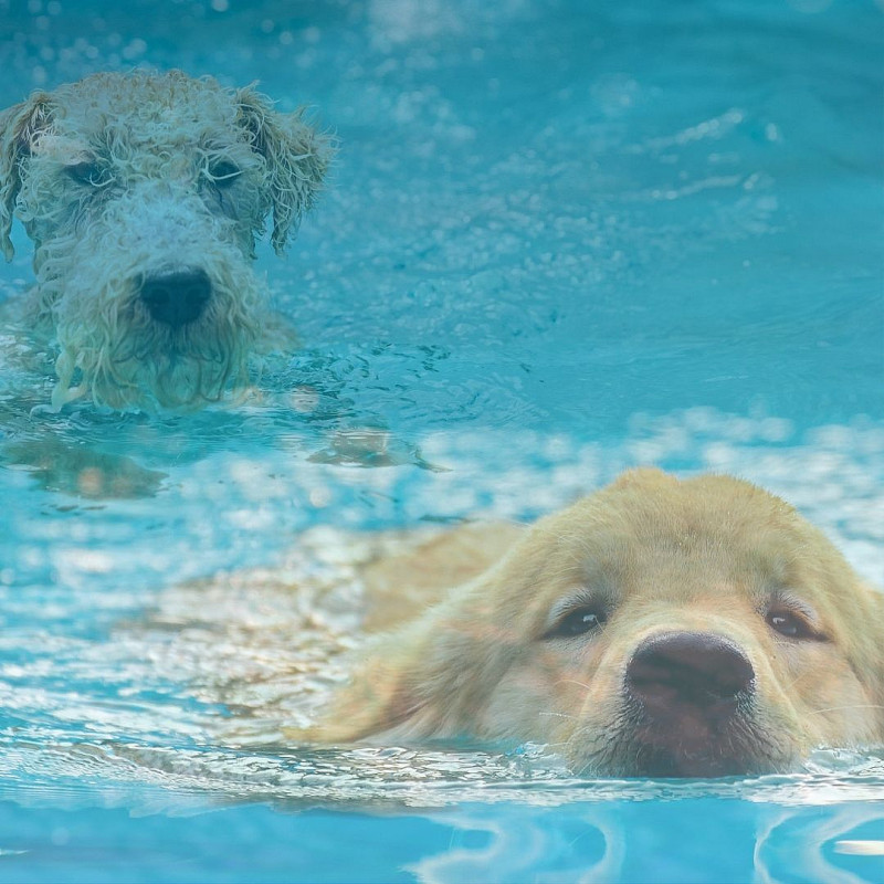 Welpenschwimmen und Wassergewöhnung
