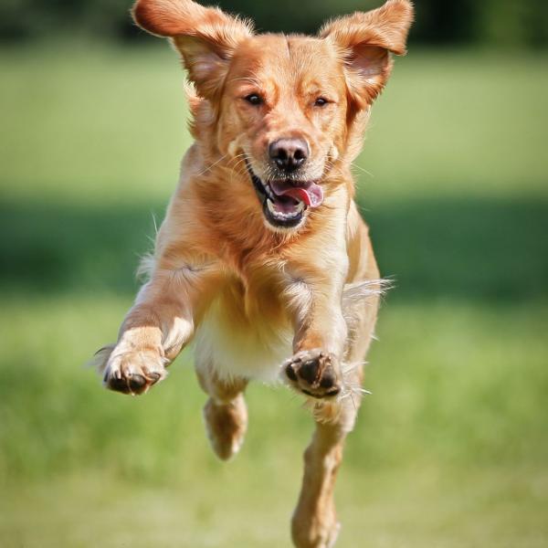 Outdoor Rückruftraining