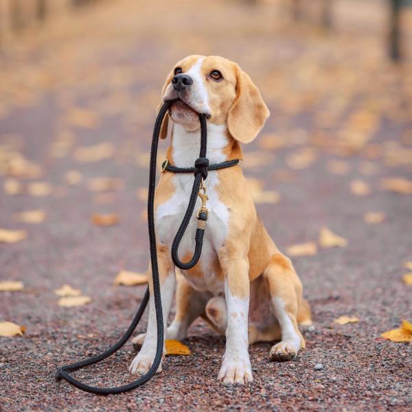 Entspannt unterwegs - Orientiert laufen an lockerer Leine