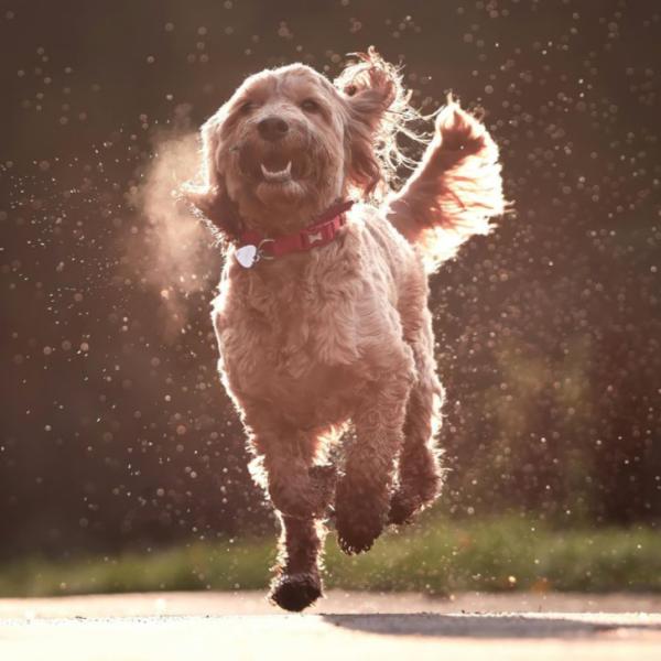 Rückrufkurs Basic  - Der sichere Rückruf für den Alltag