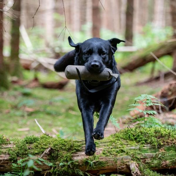 Apport for fun  - Outdoor