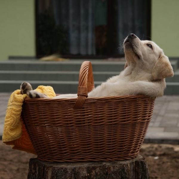 Hibbelhunde Kurs - Balance auch draußen finden