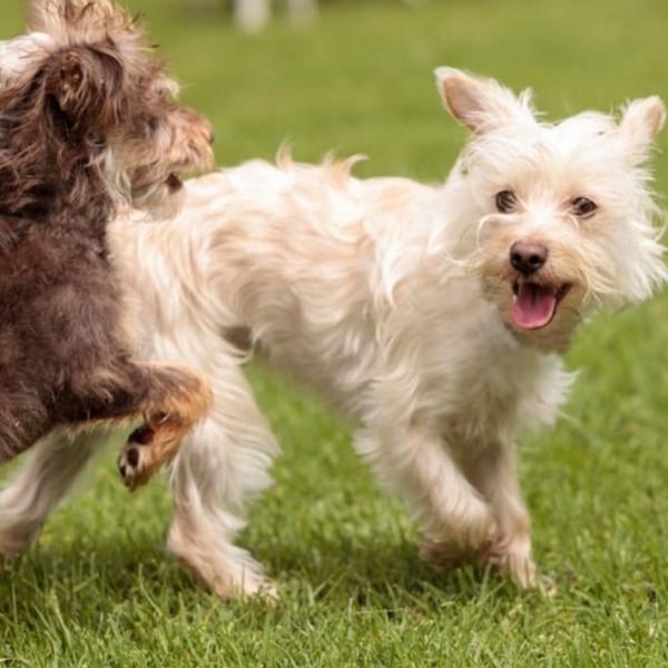 Freilaufgruppe für kleine Hunde bis 10kg