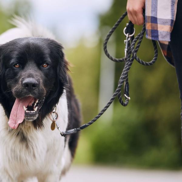 Entspannt unterwegs - Orientierung und lockere Leine