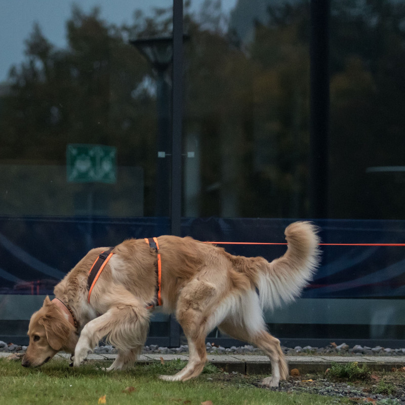 Mantrailing Einsteiger/Fortgeschrittene
