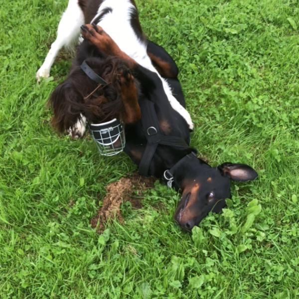 Hund-Hund Kommunikation - Hunde lesen und verstehen! *ONLINE*