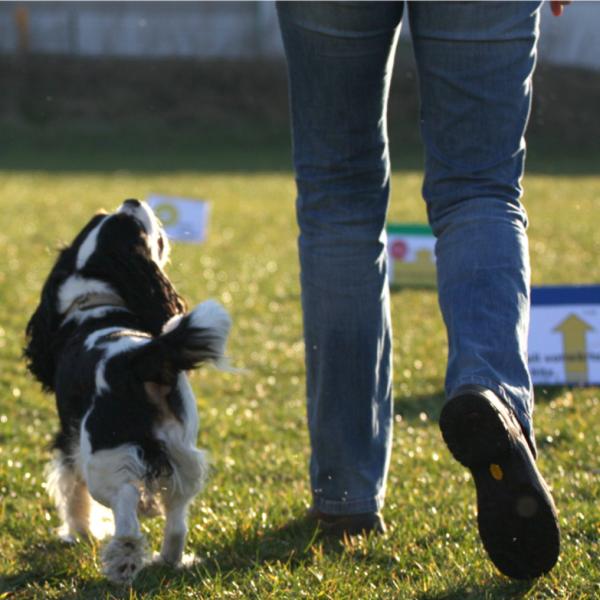 Rally Obedience jeden zweiten Samstag 12.30Uhr