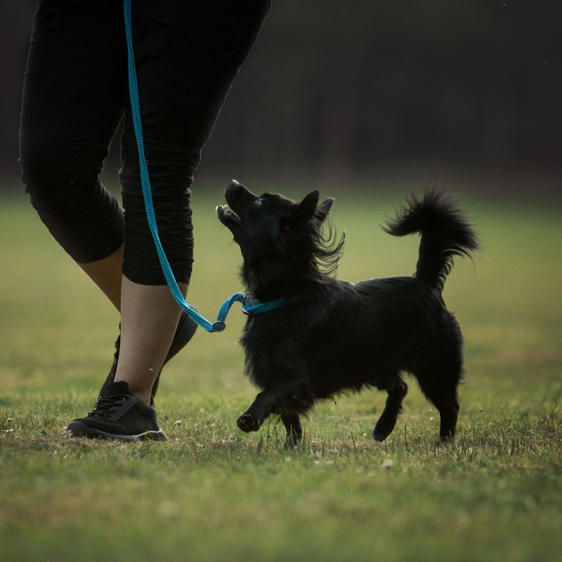 Intensivtraining Leinenführung