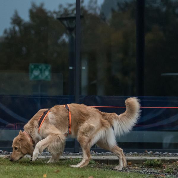 Mantrailing Einsteiger/Fortgeschritten