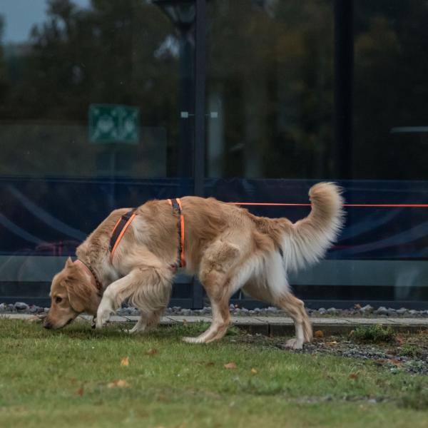 Mantrailing Einsteiger / Fortgeschrittene