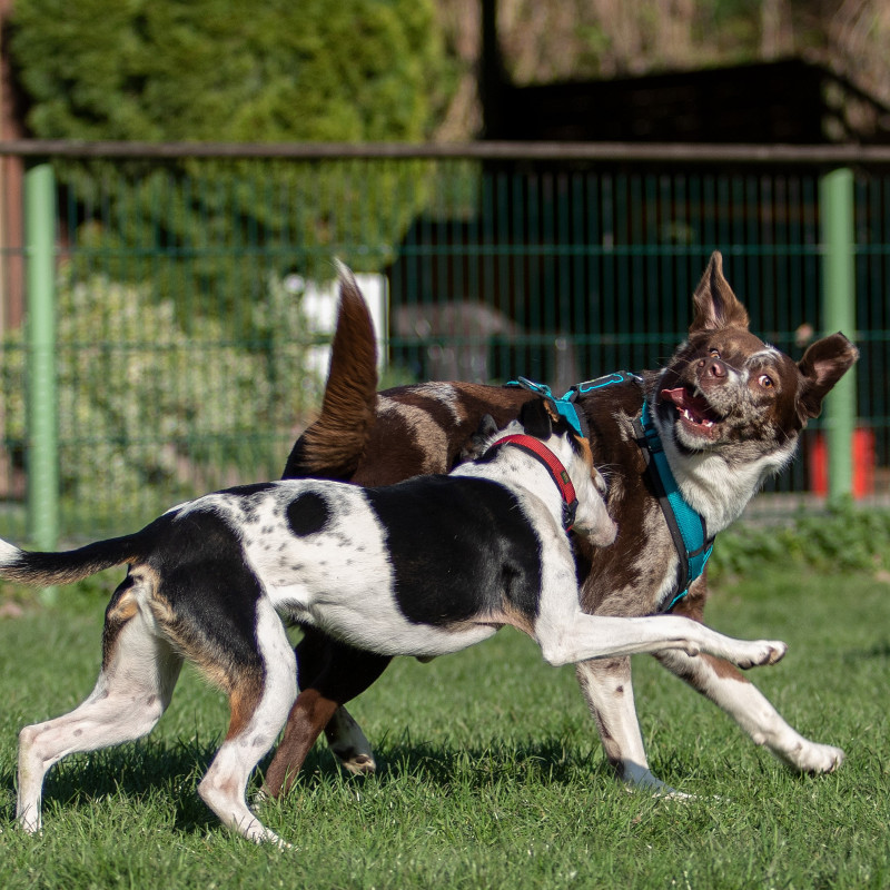 Hund-Hund live