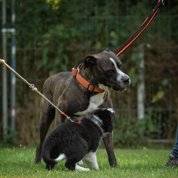 Intensivtraining Hundebegegnung