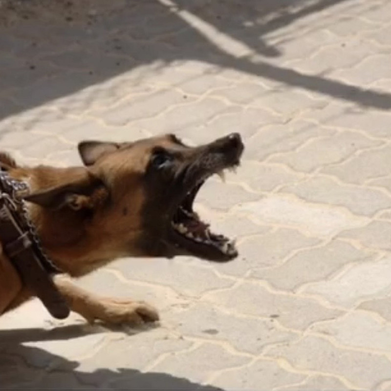 Intensivtraining Hundebegegnung