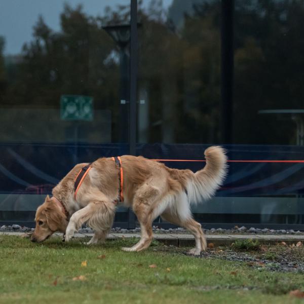Mantrailing Einsteiger / Fortgeschrittene