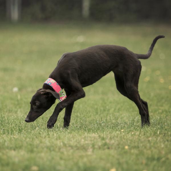 Anti Giftköder Kurs - Zeigen statt fressen !