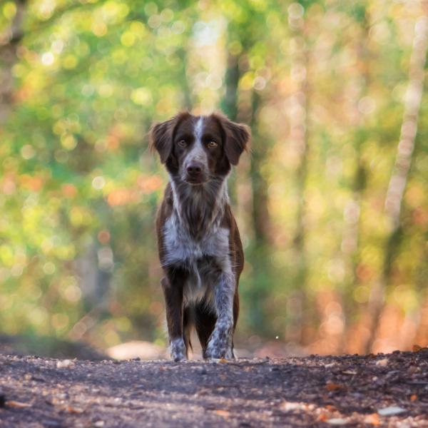 Einführung ins Anti Jagd Training