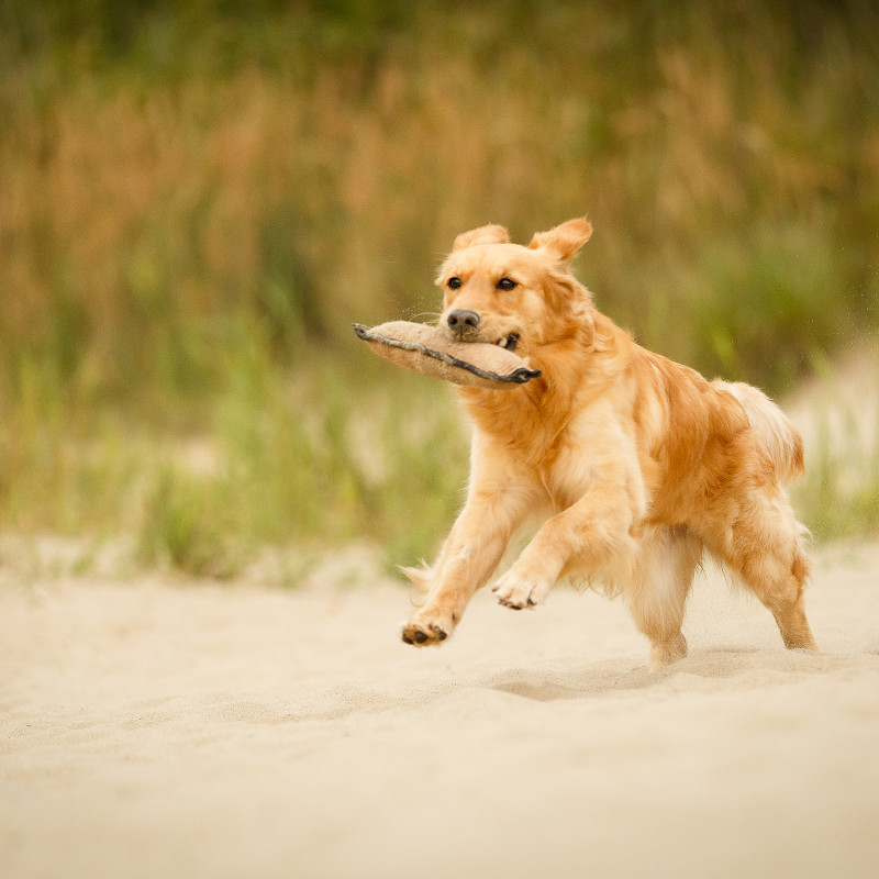 Apport for fun - Dummykurs