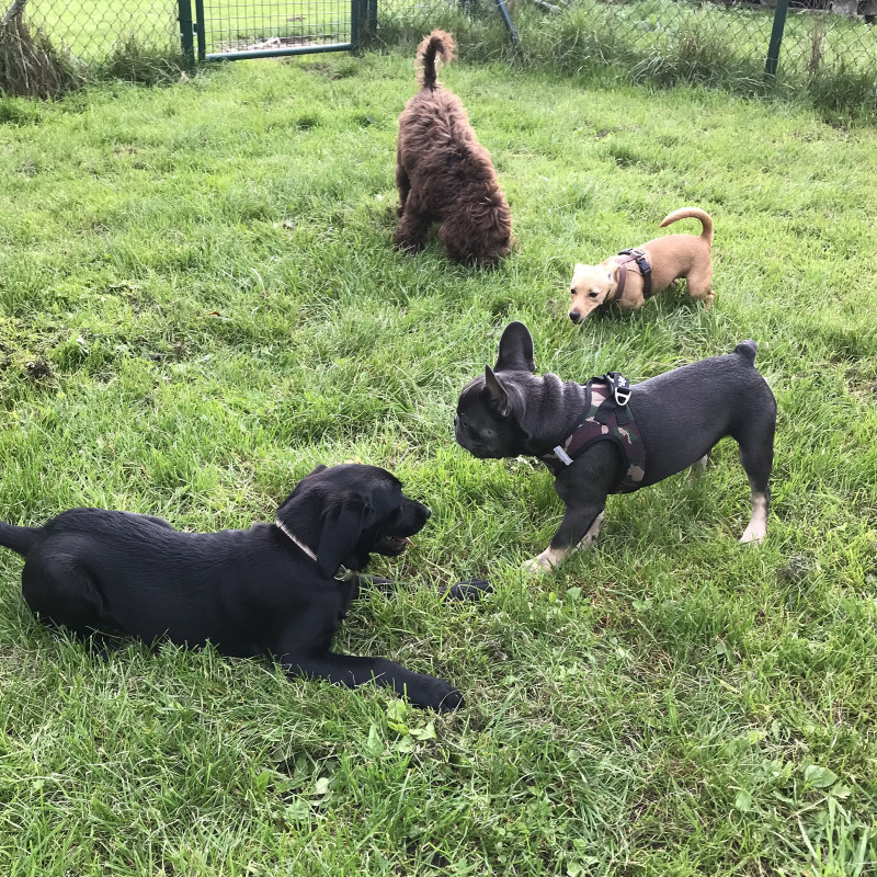 Junghunde/ Erwachsene Mittwoch 16:45 Uhr