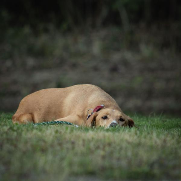 Geräuscheangst bei Hunden - Silvester-Vorbereitung