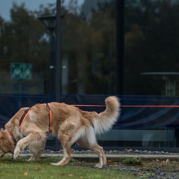 Mantrailing Einsteiger/Fortgeschrittene