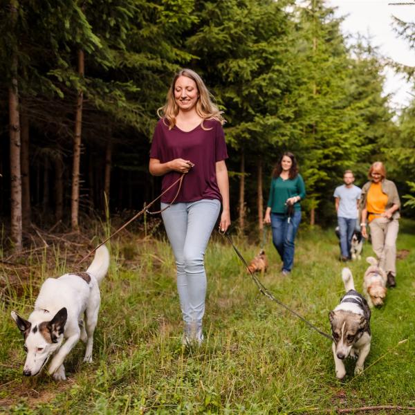 3-h Hundewanderungen 2026