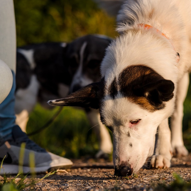 Wochenendkurs "Mantrailing-Basic"