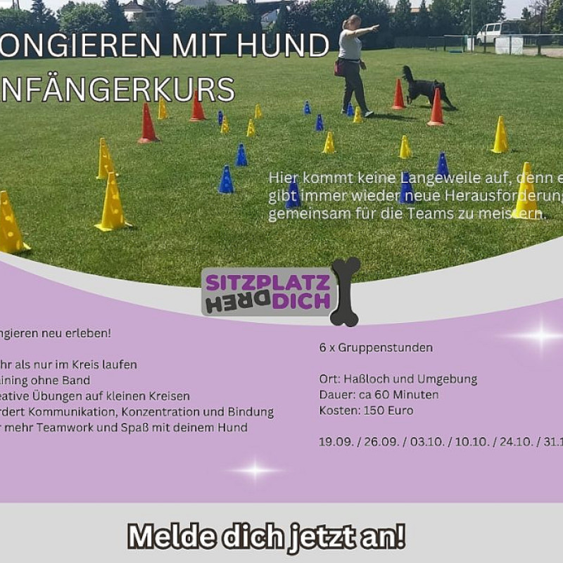 Longieren Anfängerkurs