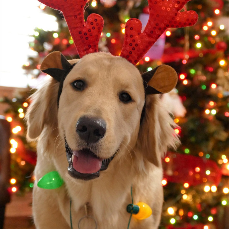 kunterbunte Hundeweihnachtsstunde
