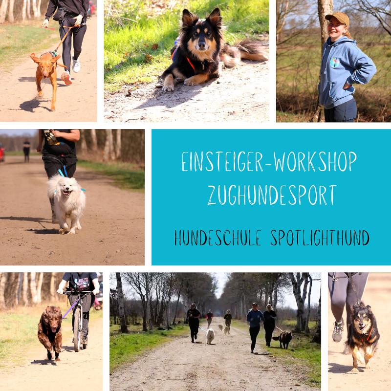 Einsteiger Workshop Zughundesport