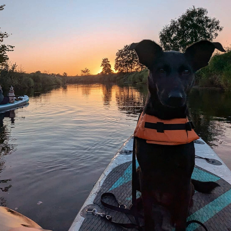 Einsteiger Workshop - SUP mit Hund