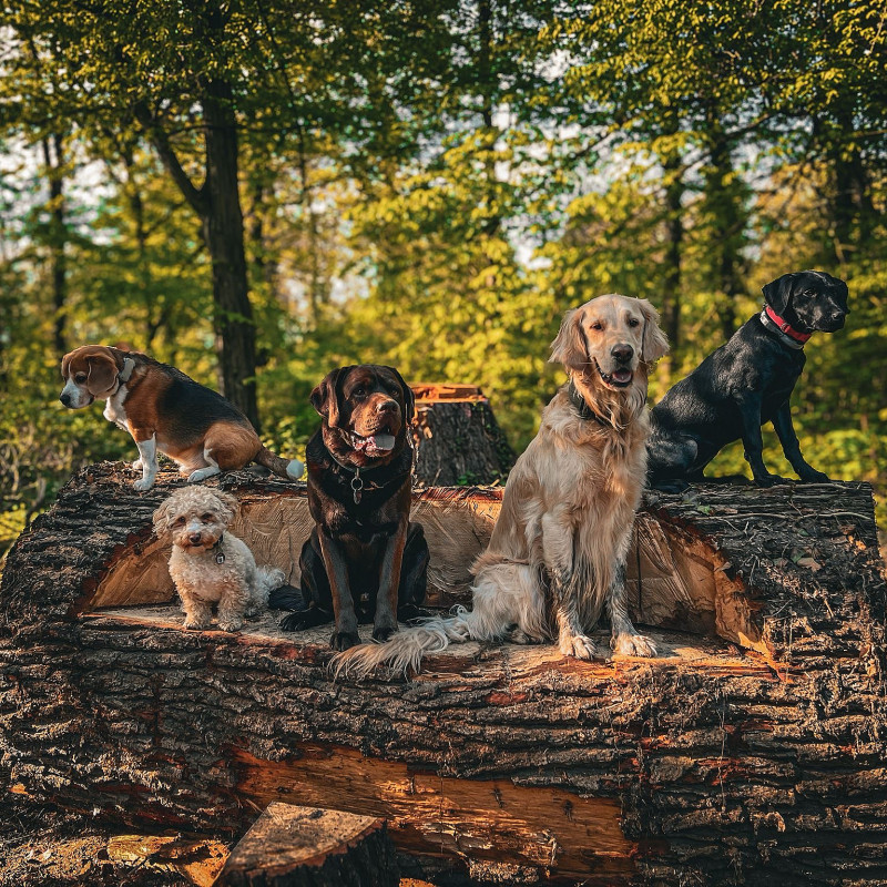 Social Walk