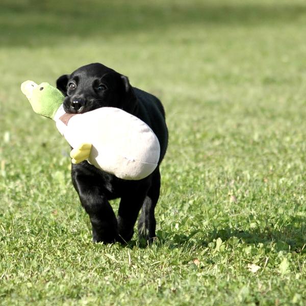 Halbtagesseminar für Junghunde (4,5-6,5 Monate)