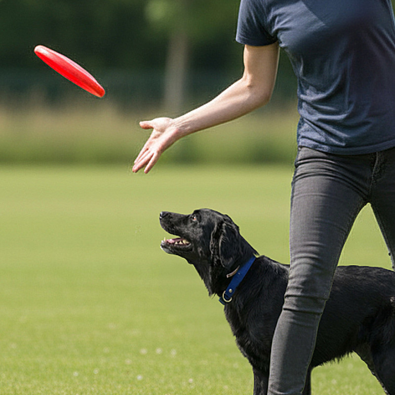 Treffsicheres Teamwork - Der Einsteigerkurs für sicheres Hundefrisbee