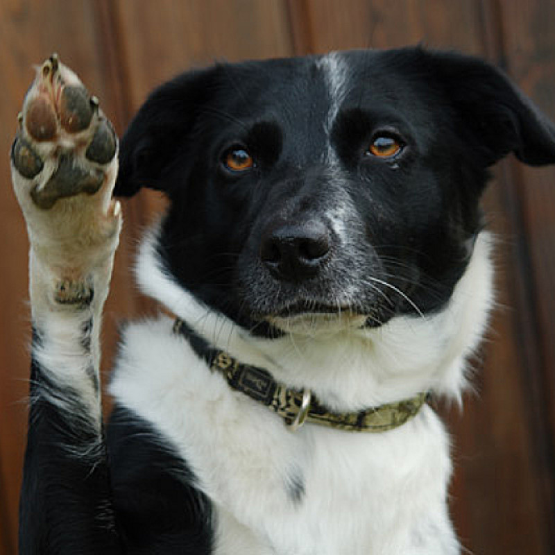 Heldenhaftes Timing - Der Einsteigerkurs für punktgenaues Hundetraining