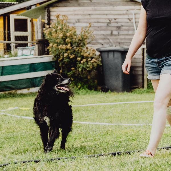 Longieren mit dem Hund - Kommunikation auf Distanz