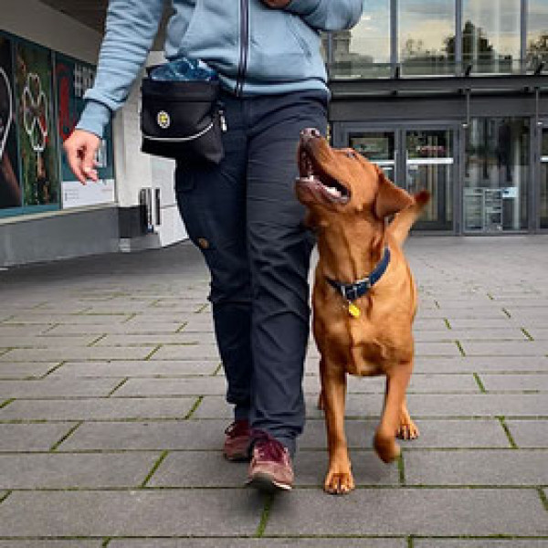 Begleithundetraining