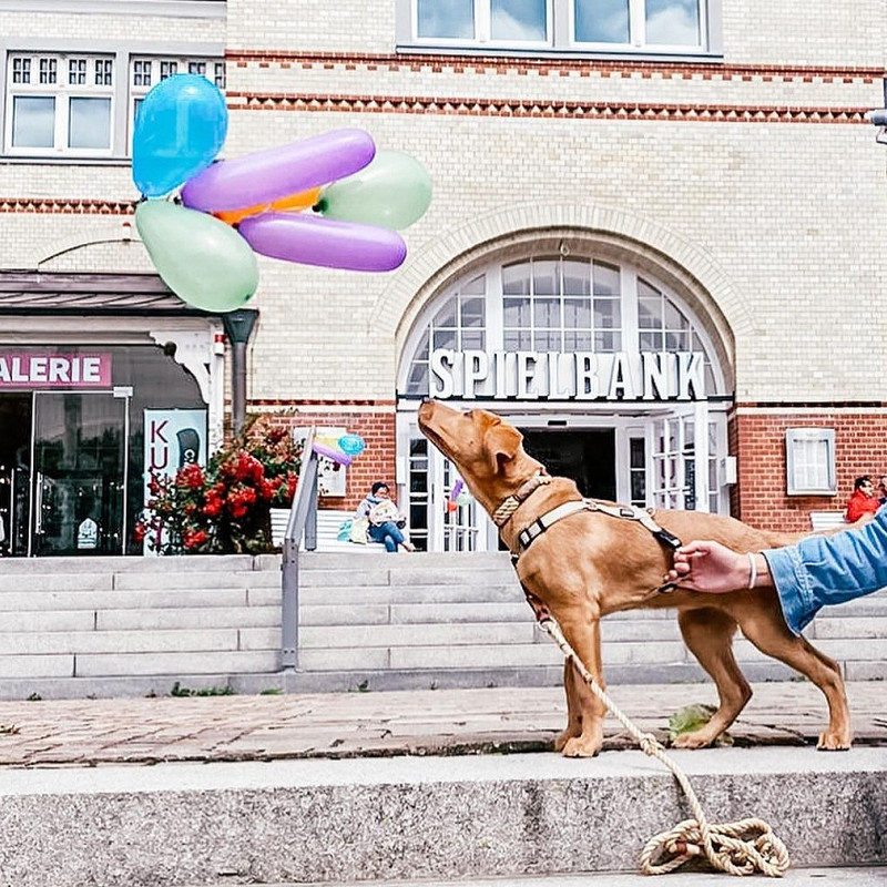 "Teenies auf 4 Pfoten" Kurs Nr 51