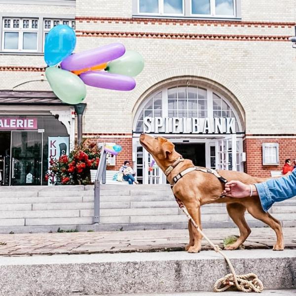 "Teenies auf 4 Pfoten" Kurs Nr 49