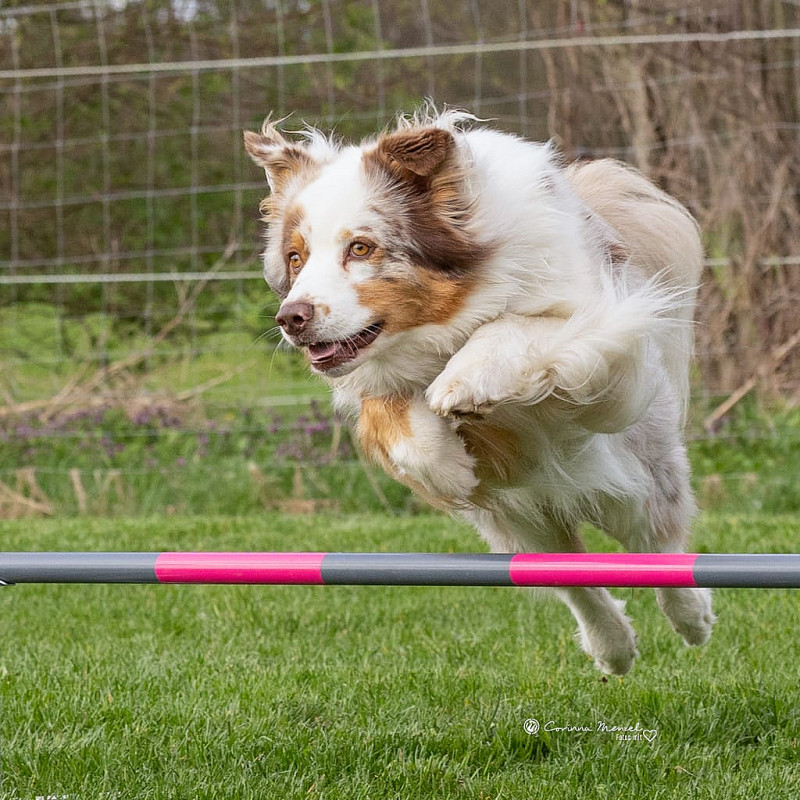 Agility Basic Kurs Nr 9