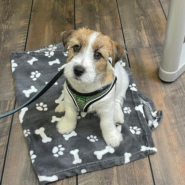 "Kleine Hunde, groß im Training" Schnupperstunde