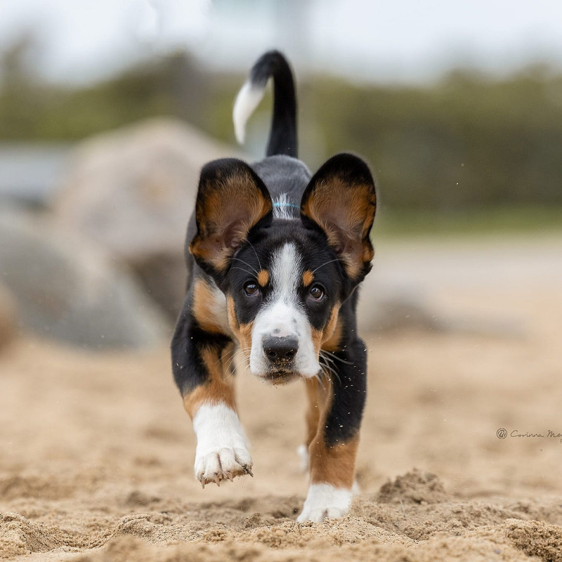 Sicherer Rückruf Kurs Nr. 13