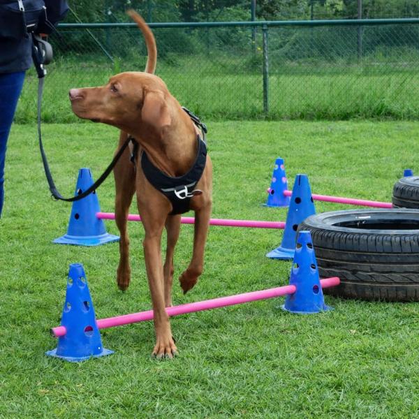 "Leinenspiele" Schnupperstunde