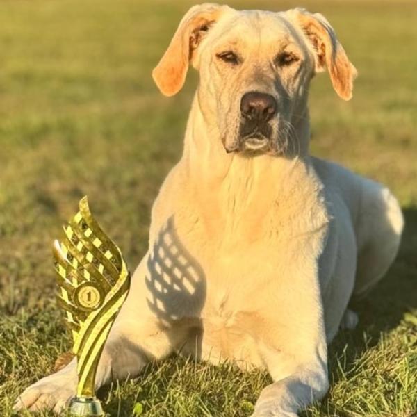 Hundesjugendspiele Tunieranmeldung Fun Agility