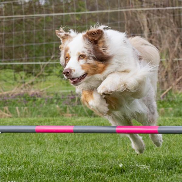 Agility Basic Kurs Nr 7 - montags vormittags ab März/April 2026