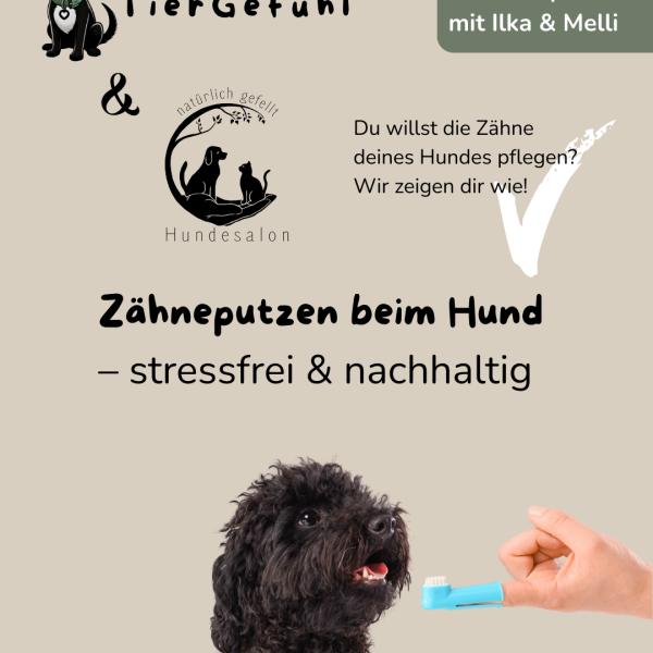 Workshop: Zahnpflege beim Hund